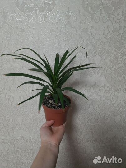 Комнатные цветы драцена