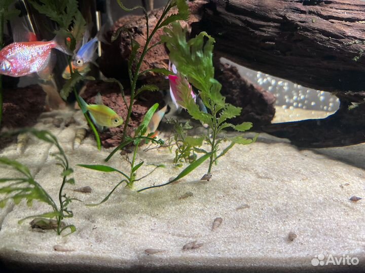 Улитки мелании