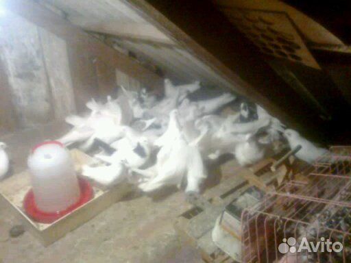 Голуби бакинцы