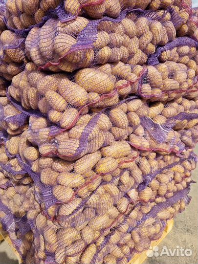 Продам картофель. Сорт: коломба, вега, галла