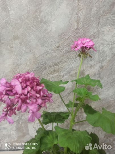 Пеларгония герань