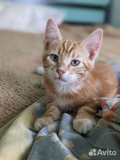 Замечательный рыжик ищет семью