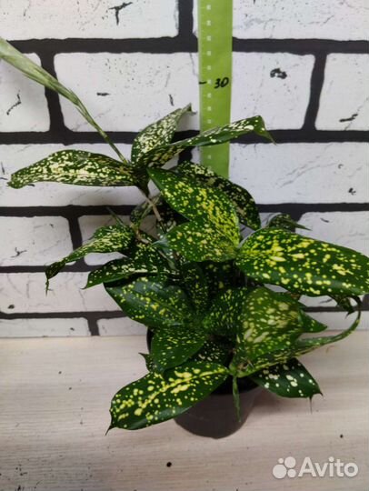 Драцена суркулоза