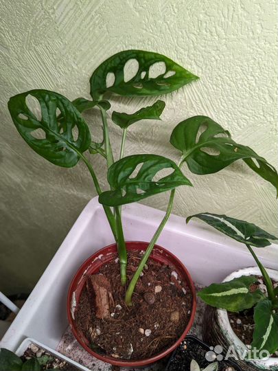 Монстера манки маск