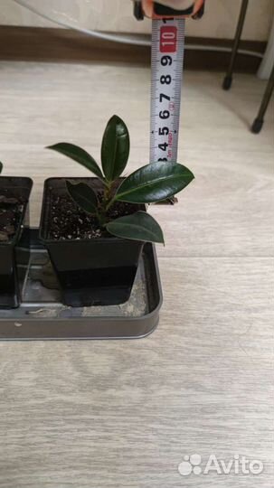 Фикус каучуковый