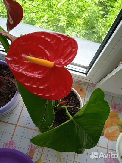 Антуриум красный