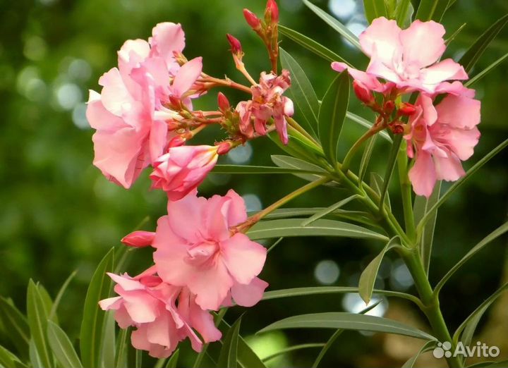 Семена Олеандр карликовый