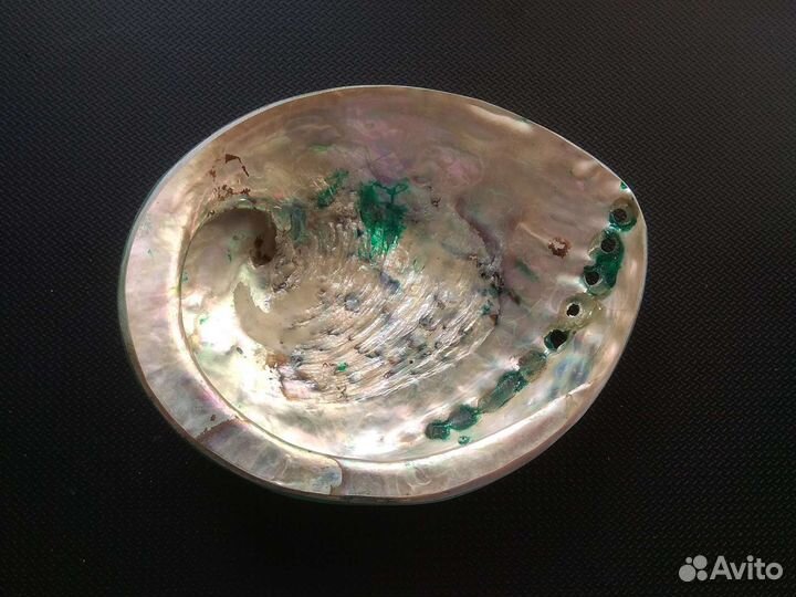 Ракушки Галиотис (Абалон)