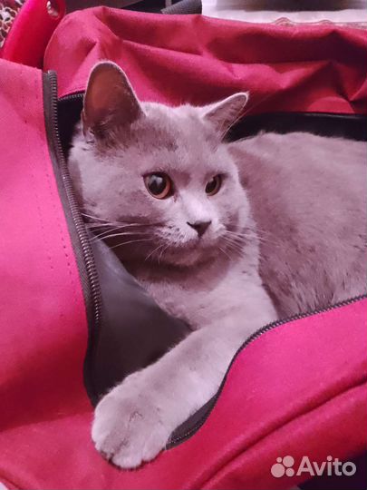 Британская кошка