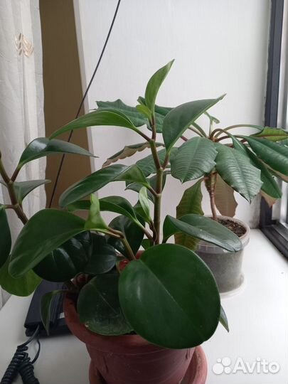 Комнатные растения цветы