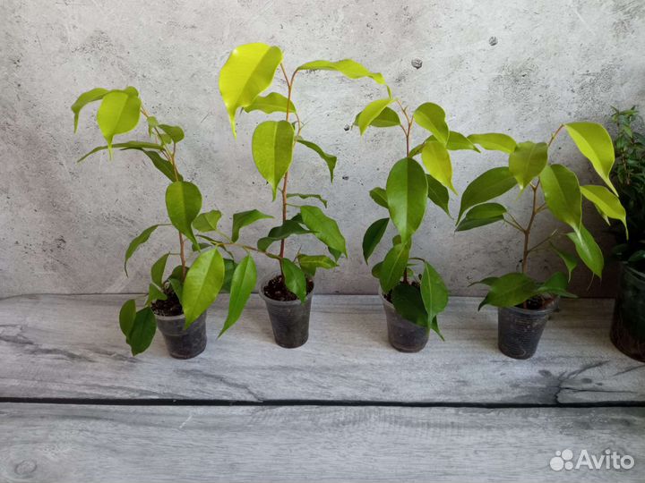Фикусы 2