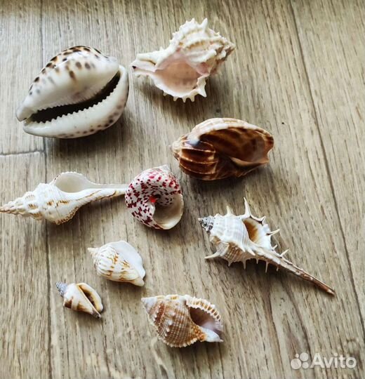 Набор ракушек