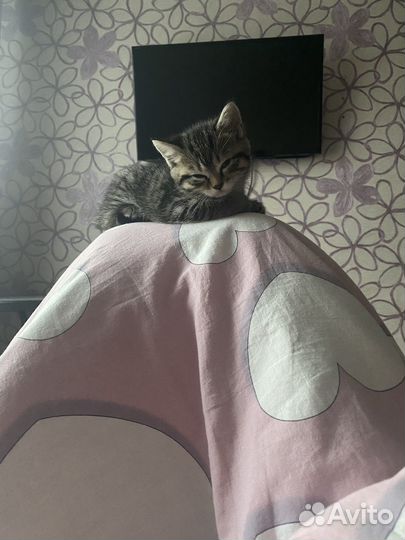 Кошечки 1.5месяца