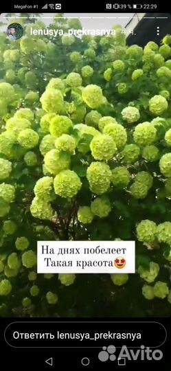 Калина бульдонеж