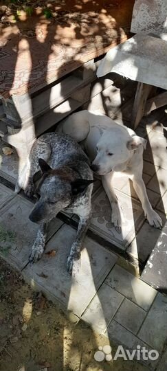 Собака в добрые руки даром