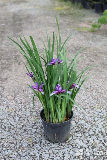 Растения для сада хосты, дейция, традесканция