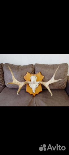 Чучело глухаря и рога