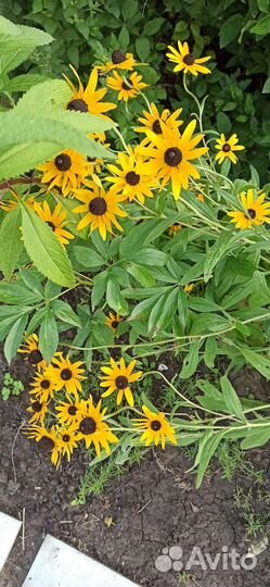 Многолетник Рудбекия