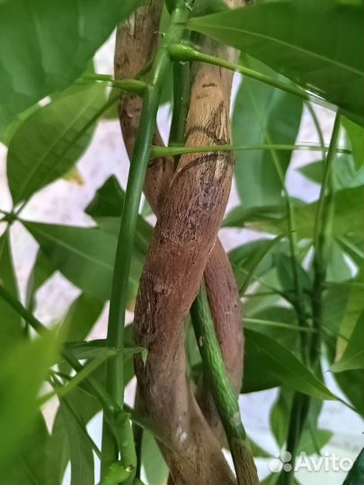 Пахира акватика