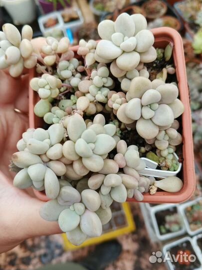 Суккуленты набор 36 шт