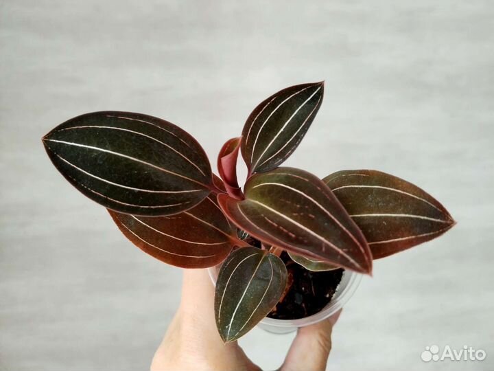 Лудизия драгоценная орхидея Ludisia Jewel orchids