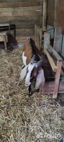 Породистые козы молочные