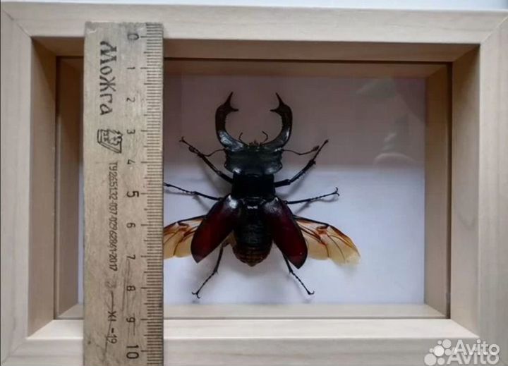 Жуки в рамках для коллекции