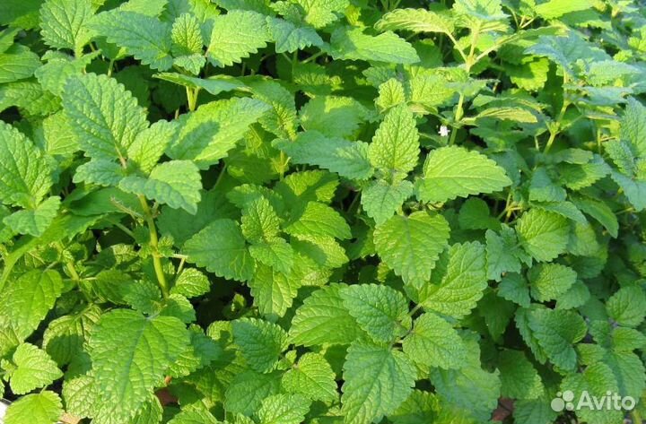 Мелисса сушеная