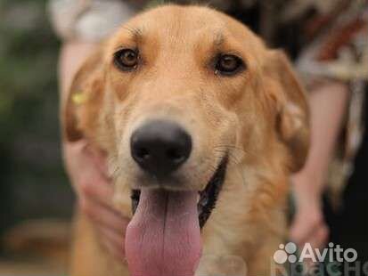 Добрый пёс молодой