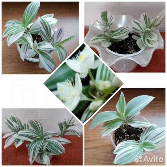 Традесканция Albiflora albovittata Ivory Hill, Рэо