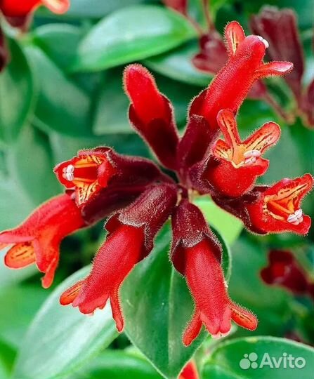 Эсхинантус Мона Лиза