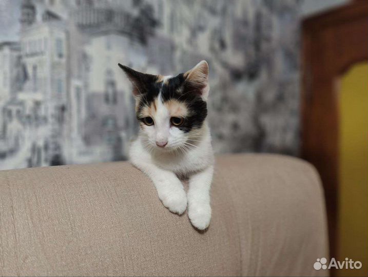 Котенок в добрые руки