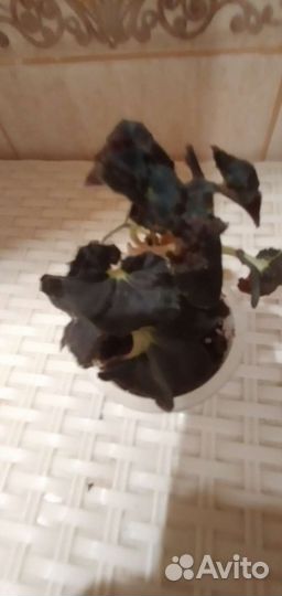 Комнатные растения