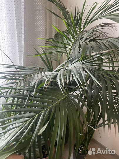 Комнатные офисные растения цветы