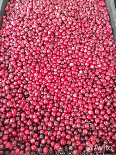 Свежая клюква