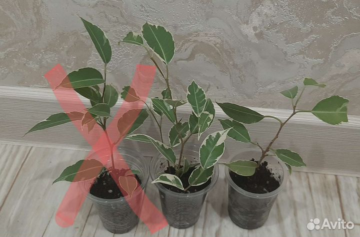 Фикус бенджамина Нина