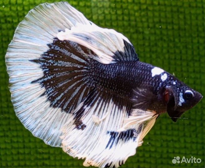 Рыбки Петушки