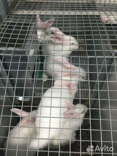 Белый паннон