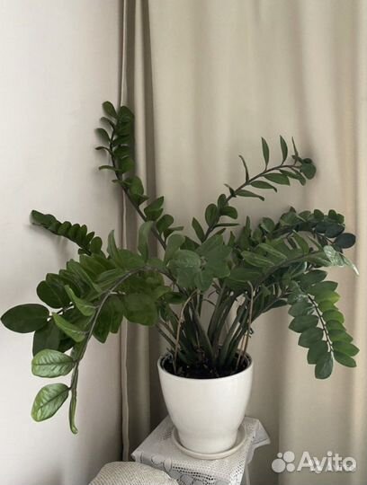 Замиокулькас долларовое дерево