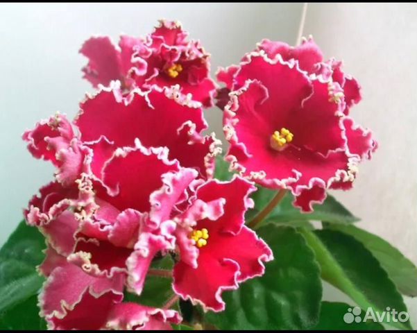 Фиалка ек алые маки. Фиалка сорт алые маки. Фиалка ек алые маки. Фиалка алые маки. См шикарный мак.