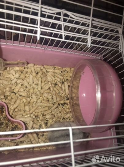 Хомяки вместе с клеткой