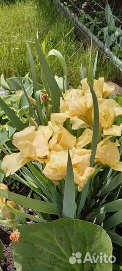 Ирисы карликовые