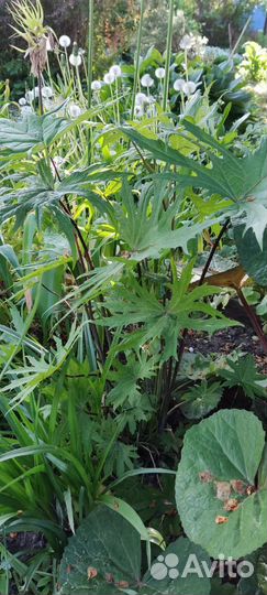 Бузульник два вида