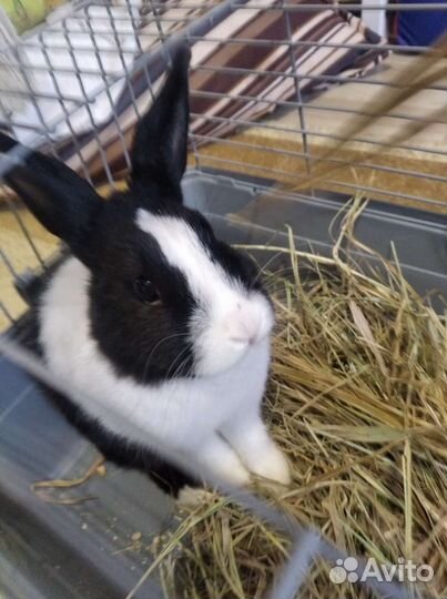 Кролик с Клеткой