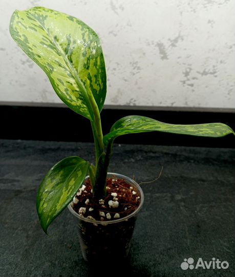Диффенбахия крокодил
