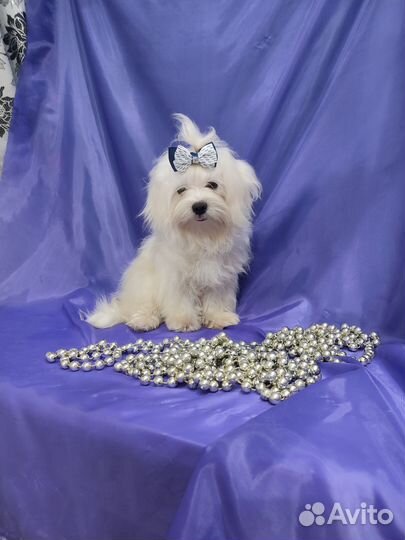 Красавец Тимофей