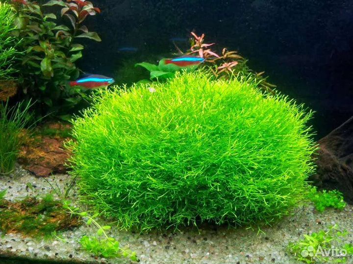 Аквариумные растения