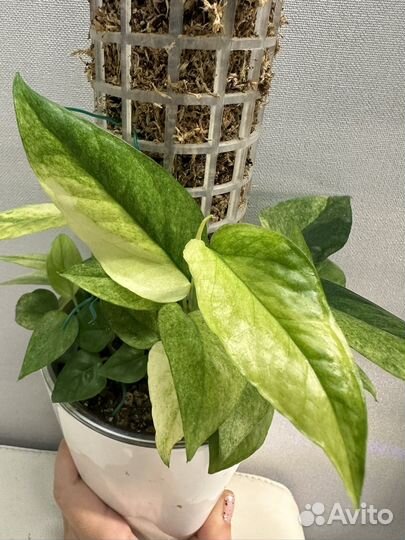 Эпипремнум Pinnatum Mint Tricolor минт триколор