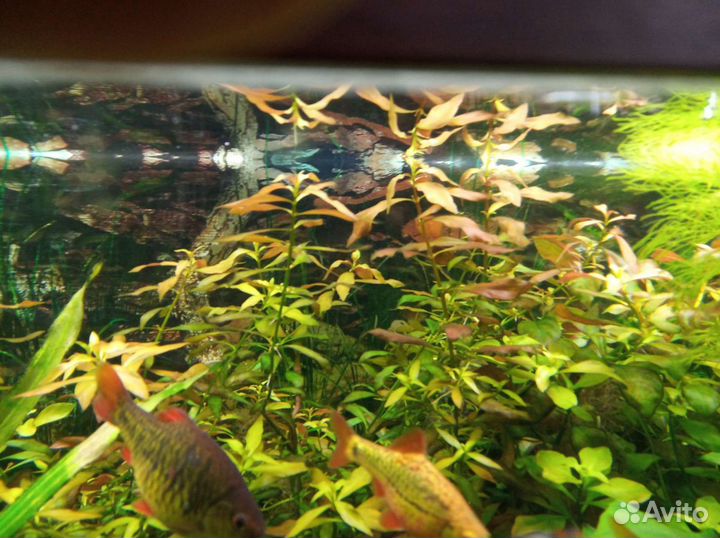 Аквариумные растения