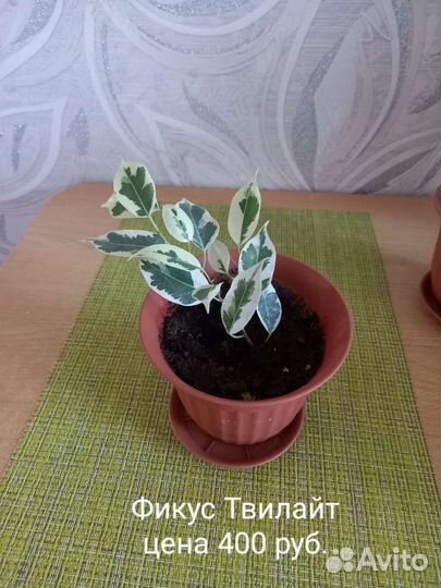 Фикусы сортовые